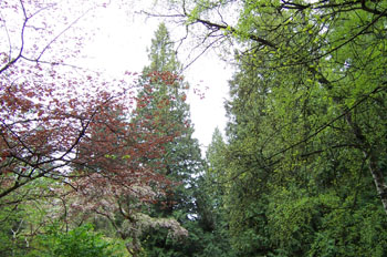 Parque de la reina Elizabeth, Vancouver