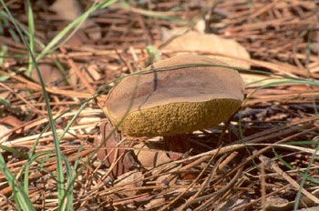 Boleto bayo (Xerocomus badius)