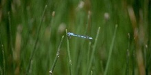 Caballito del diablo (Coenagrion sp)
