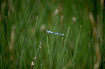 Caballito del diablo (Coenagrion sp)
