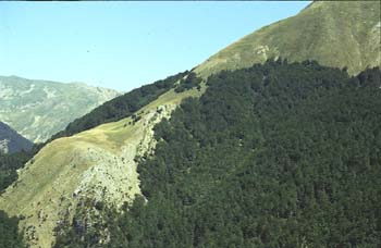 Haya - Bosque (Fagus silvatica)