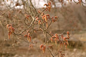 álamo blanco - Flor masc. (Populus alba)