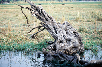 Tronco de árbol sobre el río, Botswana