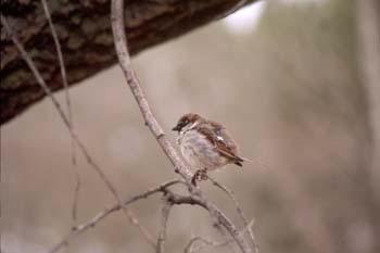 Gorrión comun (Passer domesticus)