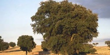 Encina - Porte (Quercus ilex)