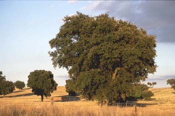 Encina - Porte (Quercus ilex)