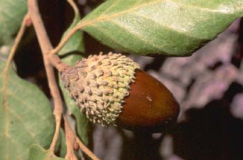 Alcornoque - Bellota (Quercus suber)