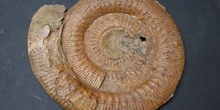 Garantiana parkinsoni (Ammonites) Jurásico