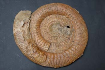 Garantiana parkinsoni (Ammonites) Jurásico