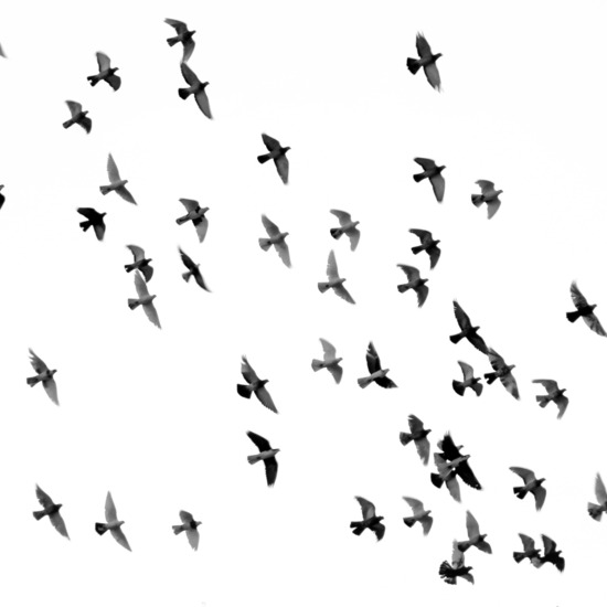 Birds