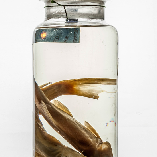 IES_CARDENALCISNEROS_CIENCIASNATURALES_360