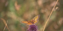 Adipe (Fabriciana adippe)