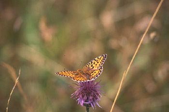 Adipe (Fabriciana adippe)