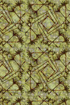 Fantasía de umbelas secas, sobre fondo de semillas