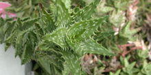 Aloe squarrosa