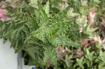 Aloe squarrosa