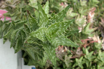 Aloe squarrosa