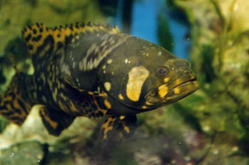 Mero tropical (Cephalopholis sp.)