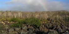 Arcoiris sobre un bosque de palosanto, Ecuador