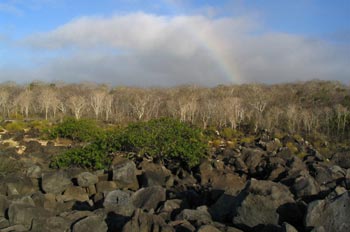 Arcoiris sobre un bosque de palosanto, Ecuador