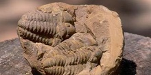 Calymene tristani (Trilobites) Ordovícico