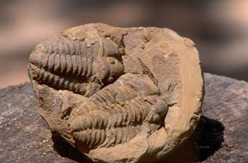 Calymene tristani (Trilobites) Ordovícico
