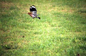 Ave en los jardines del Purana Qila, Fuerte Antiguo, Calcuta, In