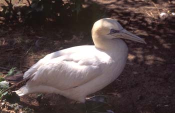 Alcatraz (Morus bassanus)