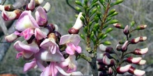 Fabaceae, Ecuador