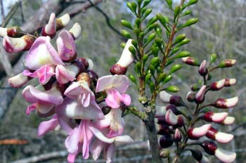 Fabaceae, Ecuador