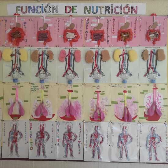 Función de nutrición