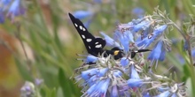 Pimpinela de cinturón amarillo Amata phegea (Linnaeus, 1758)