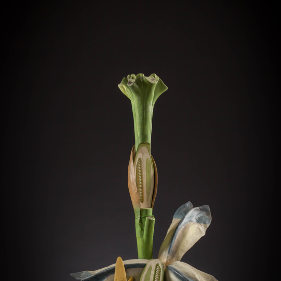 IES_CARDENALCISNEROS_BOTANICA_III_MODELOS_040