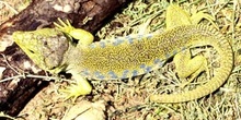 Lagarto ocelado (Lacerta lepida)