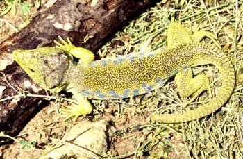 Lagarto ocelado (Lacerta lepida)