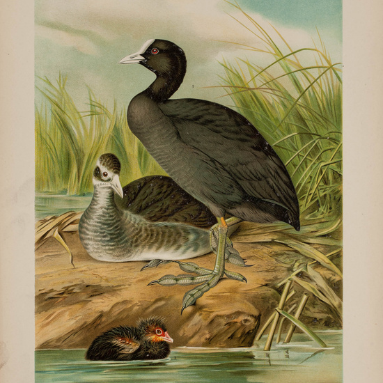 IES_CARDENALCISNEROS_AVES_LAMINAS_003