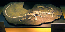 Coelophysis (Dinosauria, Theropoda), Museo del Jurásico de Astur