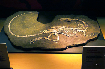 Coelophysis (Dinosauria, Theropoda), Museo del Jurásico de Astur