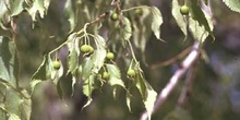 Almez - Hojas/Frutos (Celtis australis)