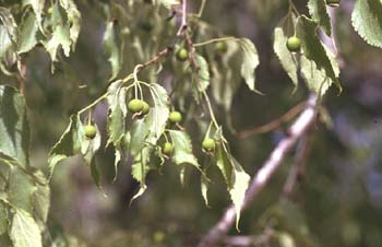 Almez - Hojas/Frutos (Celtis australis)