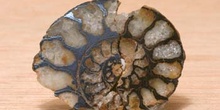 Ammonites sp. (Molusco-Ammonites) Jurásico