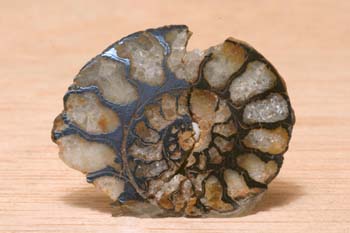 Ammonites sp. (Molusco-Ammonites) Jurásico