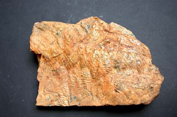 Cruziana sp. (Huella) Ordovícico