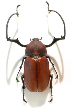 Euchirus longimanus (Indonesia)