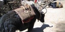 Yaks