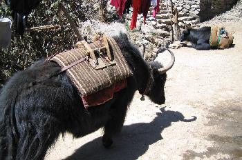 Yaks