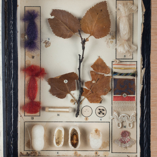 IES_CARDENALCISNEROS_Insectos_039