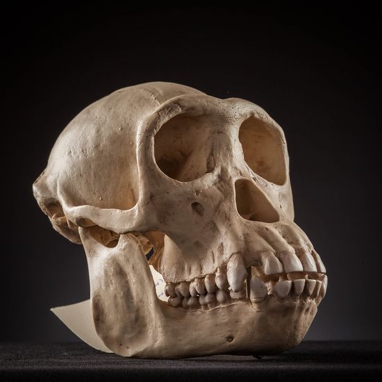 IES_SANISIDRO_MUSEO_Craneos_007