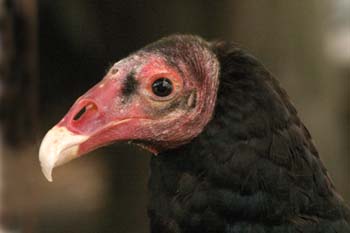 Gallinazo común o zamuro de cabeza roja (Cathartes aura)