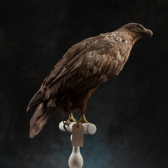 IES_SANISIDRO_MUSEO_Aves_175